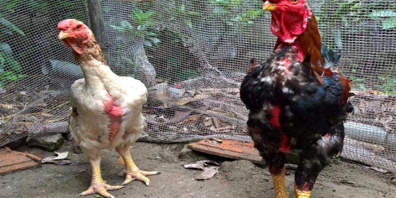 Gà Shamo - Giống chiến kê cực mạnh dành cho dân chơi 4 Đôi nét về gà Shamo cho newbie