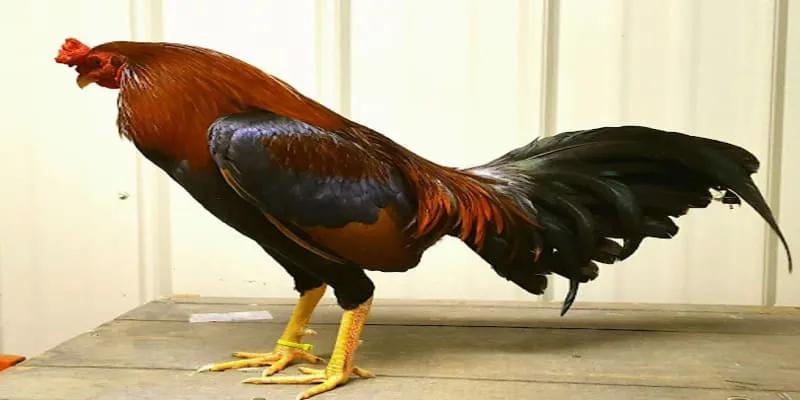 Gà Asil - chiến kê chiến dũng mãnh nhất trên thế giới 6 Dòng Reza Asil nổi tiếng