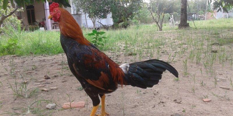 Gà Asil - chiến kê chiến dũng mãnh nhất trên thế giới 5 Dùng đầu để nhận diện