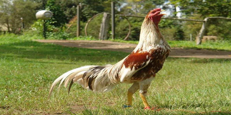 Gà Shamo - Giống chiến kê cực mạnh dành cho dân chơi 6 Mẹo chọn gà cực chuẩn cho newbie